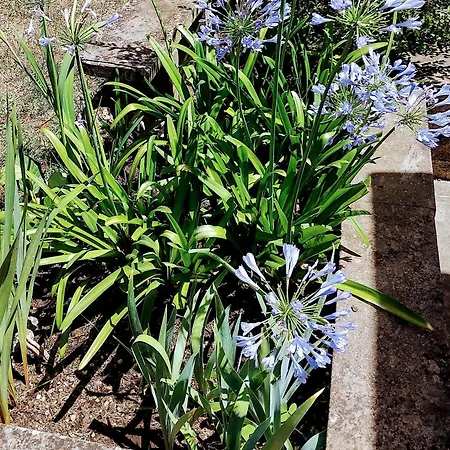 La Pace *