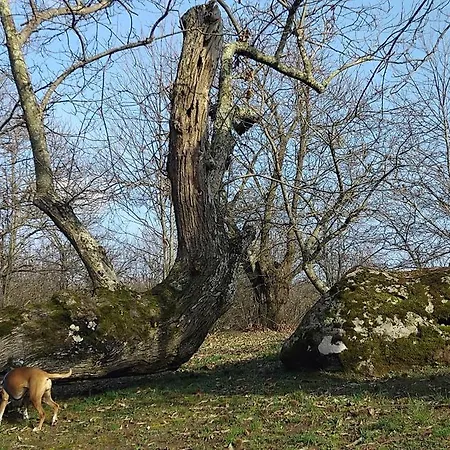 Apartman La Pace